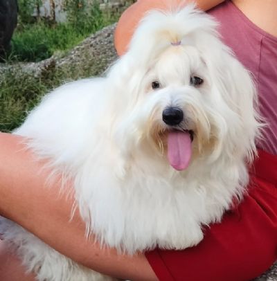 Coton de Tulear